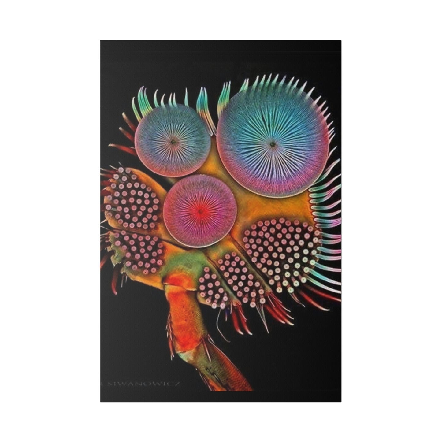 Beetle Foot